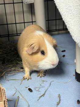 Rescue Guinea Pig Guinea Pigs for Adoption in Montreal, Quebec - Magnum | PetCurious